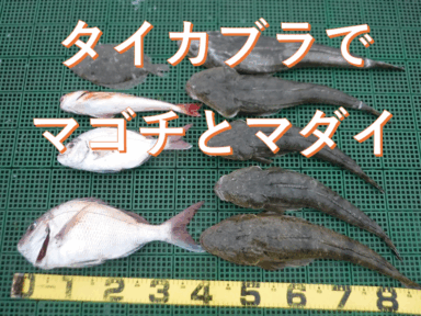 タイカブラでマゴチとマダイ