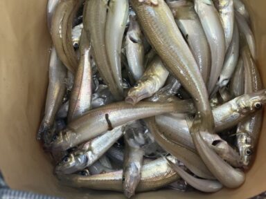 三河湾　キス釣り釣果