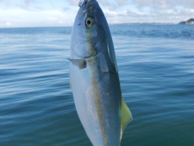 愛知県三河湾ツバストップ始まりました！