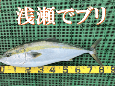 三河湾　青物（ブリ）GET！