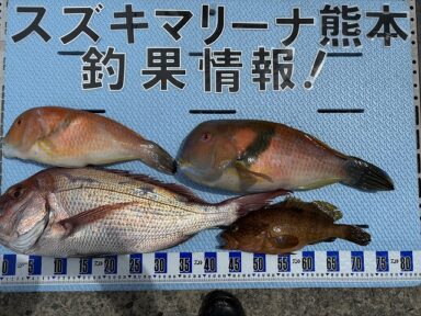 【スズキマリーナ熊本】ナイスサイズの真鯛が釣れてます♪（レンタルボート）