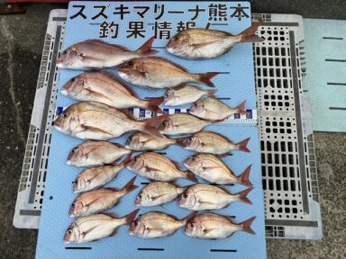 【スズキマリーナ熊本】安定の真鯛の釣果！（レンタルボート）
