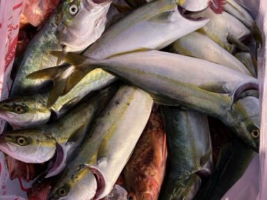 8月最終日三河湾クラブ会員様釣果