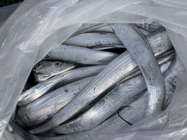 【三河湾】太刀魚釣れました！
