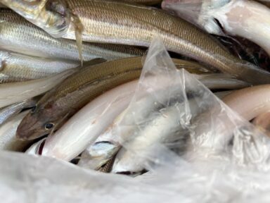 愛知県三河湾　10/18の釣果