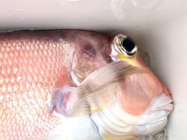 【スズキマリーナ富山】釣果釣果釣果！（レンタルボート）