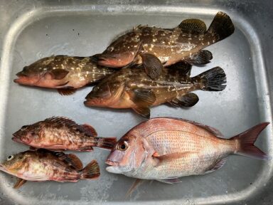 【スズキマリーナ熊本】良型のキジハタが！（レンタルボート）