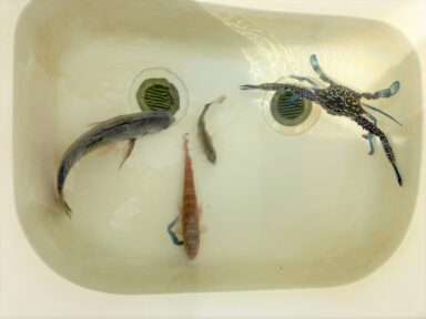 【スズキマリーナ浜名湖】タイワンガザミ?