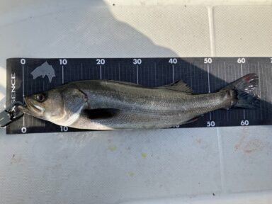 【スズキマリーナ浜名湖】シーバス祭り継続！