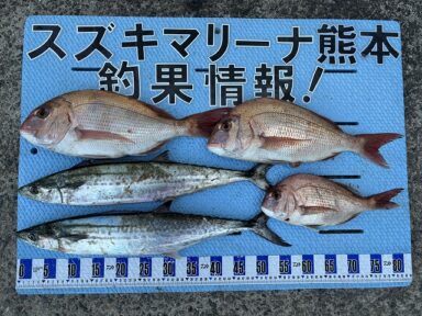 【スズキマリーナ熊本】11/23の釣果まとめ（レンタルボート）