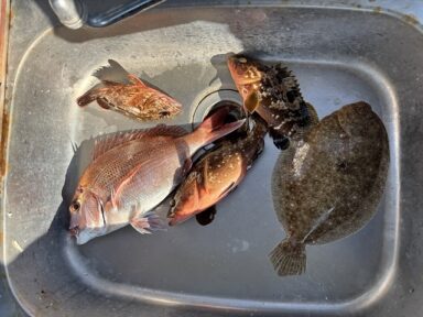 【スズキマリーナ熊本】テンヤで色々な魚！（レンタルボート）