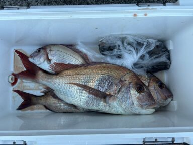 【スズキマリーナ熊本】やっぱり真鯛は裏切らない！（レンタルボート）