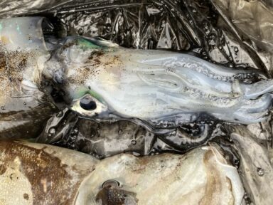 【スズキマリーナ富山】釣果釣果釣果!(レンタルボート)