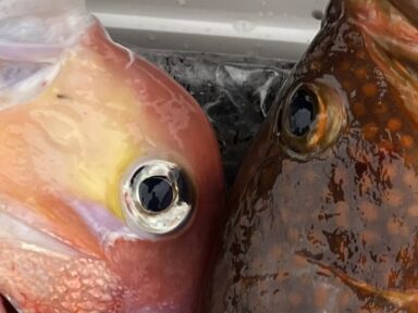 【スズキマリーナ富山】釣果釣果釣果!(レンタルボート)