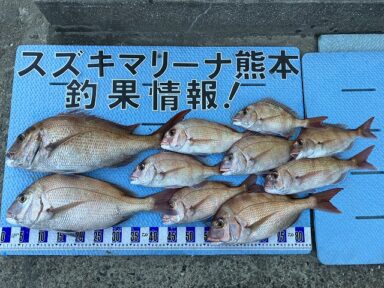 【スズキマリーナ熊本】タイラバで真鯛大漁！（レンタルボート）