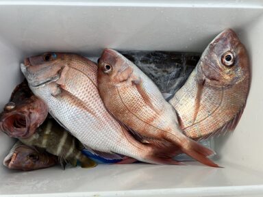 【スズキマリーナ熊本】真鯛＆紋甲イカ（レンタルボート）