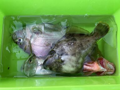 【スズキマリーナ熊本】真鯛・カワハギ（レンタルボート）