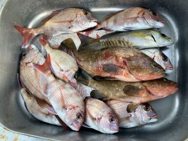 【スズキマリーナ熊本】テンヤで真鯛やキジハタ!(レンタルボート)