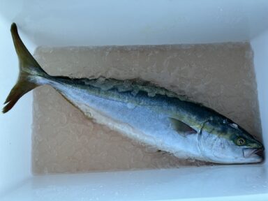 【スズキマリーナ熊本】青物再び!(レンタルボート)