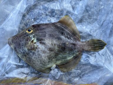 【スズキマリーナ熊本】肝パン！カワハギ！（レンタルボート）