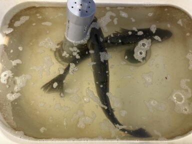 【スズキマリーナ浜名湖】シーバス＆マゴチ爆釣！