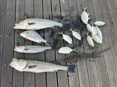 【スズキマリーナ浜名湖】シーバス祭り！