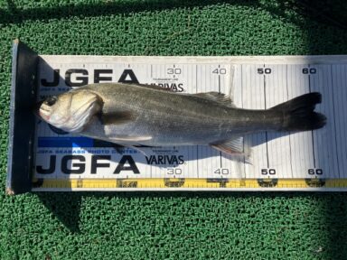 【スズキマリーナ浜名湖】シーバス祭り!