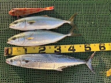 三河湾11月30日クラブ会員様釣果