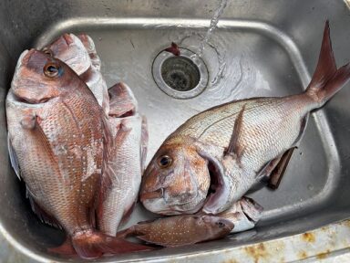 【スズキマリーナ熊本】真鯛！その他色々（レンタルボート）