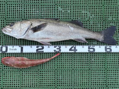 三河御津 13日クラブ会員様釣果