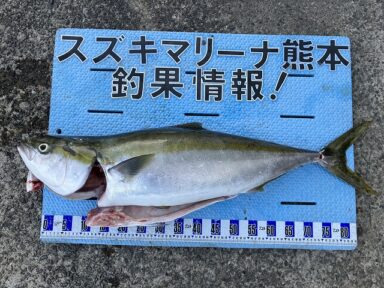 【スズキマリーナ熊本】13㎏超えのブリ！（レンタルボート）