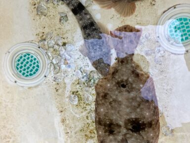 ヒラメとマゴチ