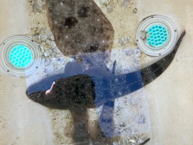 19日の釣果報告