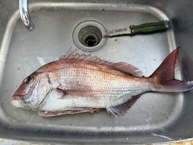 【スズキマリーナ熊本】冬でも鯛!(レンタルボート)