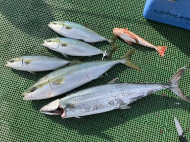 ＜三河御津＞1月19日クラブ会員様釣果