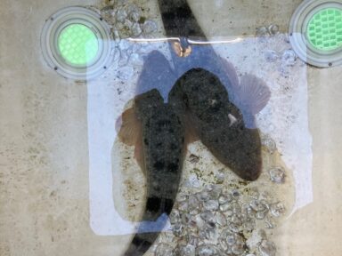 今年最初の釣果