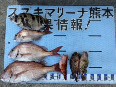 【スズキマリーナ熊本】真鯛！カワハギ！（レンタルボート）