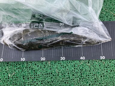 マゴチが連れました!