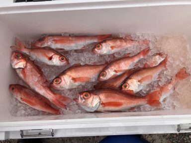 スズキマリーナ富山「GWに向けて釣り準備」　