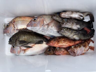 【スズキマリーナ熊本】良型メバル！春ですね♪（レンタルボート）