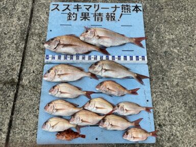 【スズキマリーナ熊本】真鯛もキスも型良し！数良し！(レンタルボート）