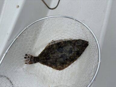 本日の釣果