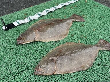 本日の釣果