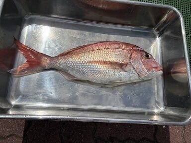 【三河御津】釣りダービーエントリーぞくぞく