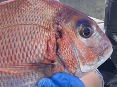 スズキマリーナ富山 6/6　アマダイ大漁＆タイラバで高級魚ゲット！