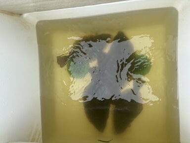 7/5の釣果