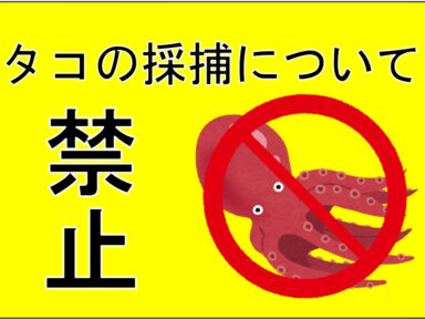 【スズキマリーナ熊本】タコの採捕について（レンタルボート）