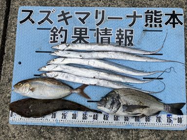 【スズキマリーナ熊本】釣れてます！ネリゴ！太刀魚！（レンタルボート）
