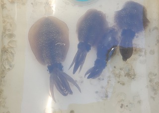 スタッフOの釣りブログ（アオリイカ編）