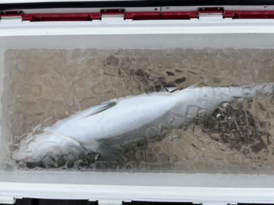 【三河御津】25日クラブ会員様の釣果